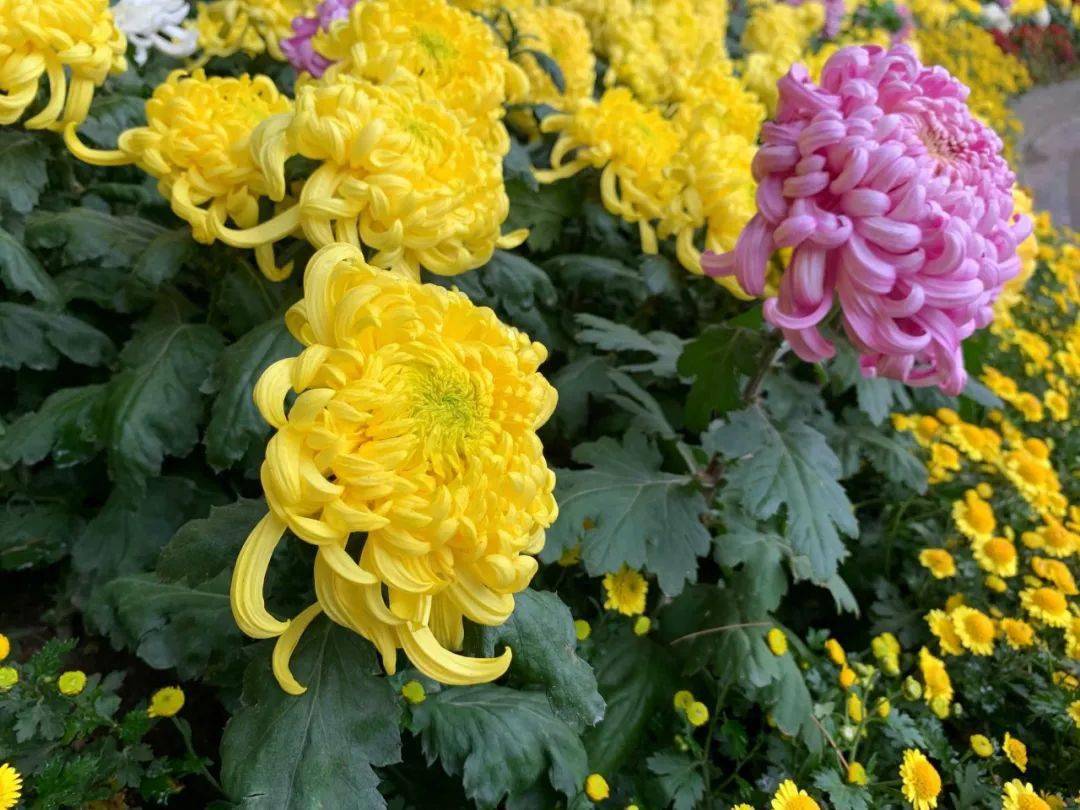 在成都,没有菊花看的秋天,是不完整的