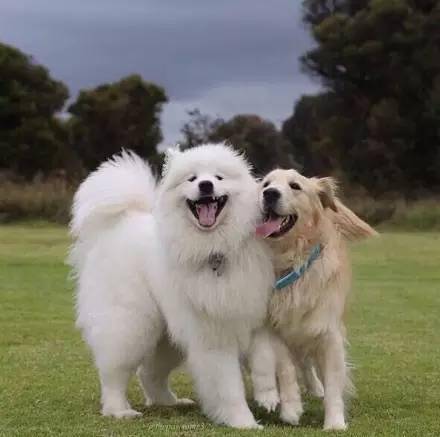 一只金毛和萨摩耶生活久了,竟然被带微笑了.