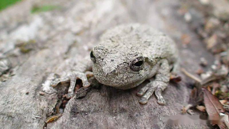 物种图册灰树蛙