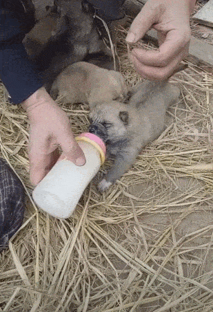 309_451竖版 竖屏gif 动态图 动图