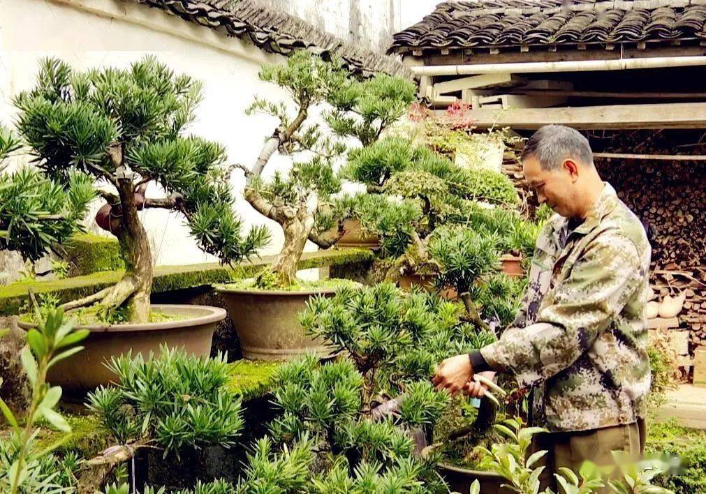 【歙县融媒体】坑口乡:小盆栽大产业 "美丽庭院"带来"美丽经济"_盆景