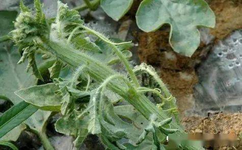 大棚西甜瓜龙头皱缩啥问题?_西瓜