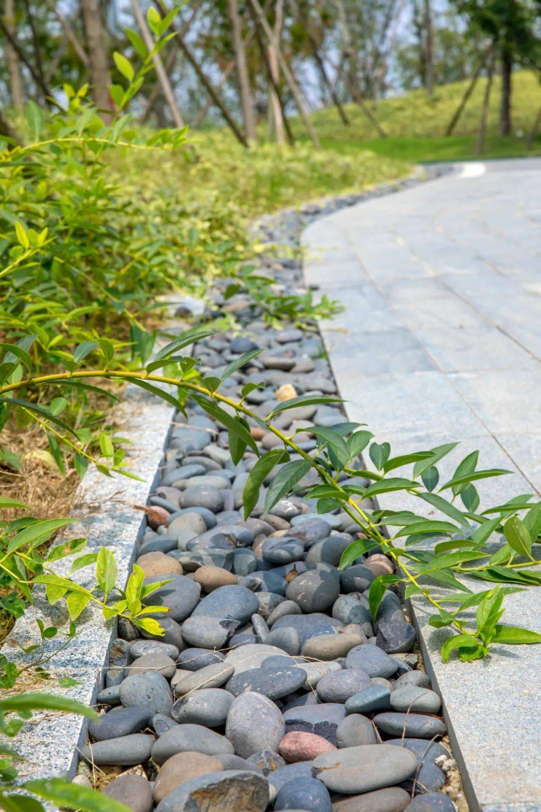 生态修复 | 常州三江口公园高品质海绵建设项目_雨水