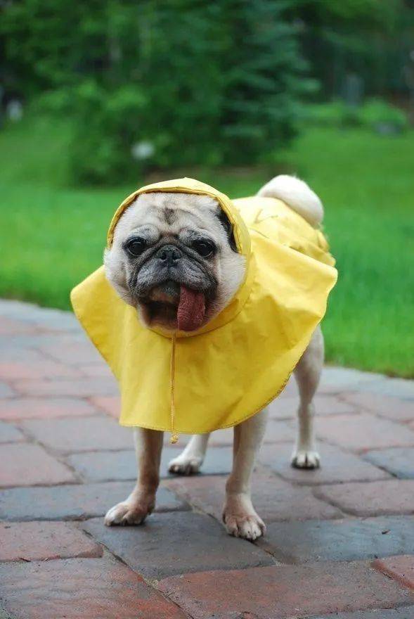 穿着雨衣的可爱狗狗们