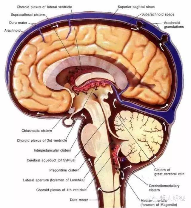 复习脑脊液循环