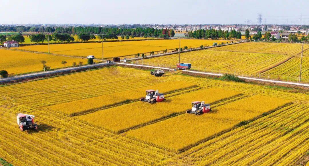 打好三秋硬仗推动绿色农业高质量发展