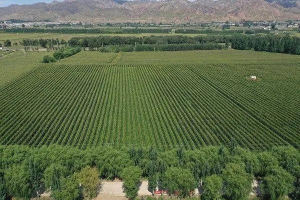 种植技术的成功应用和推广,符合国家产业体系建设的要求,对我区农业