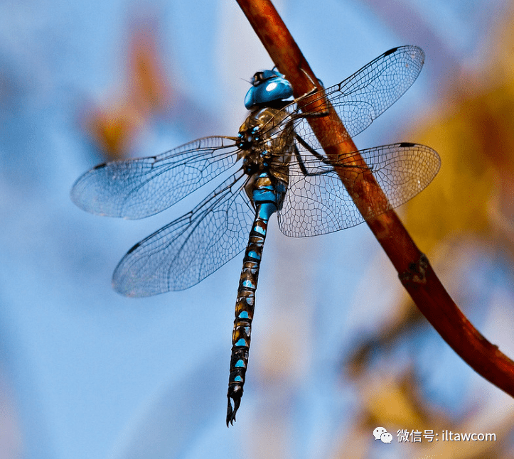 物种图册-蓝眼晏蜓
