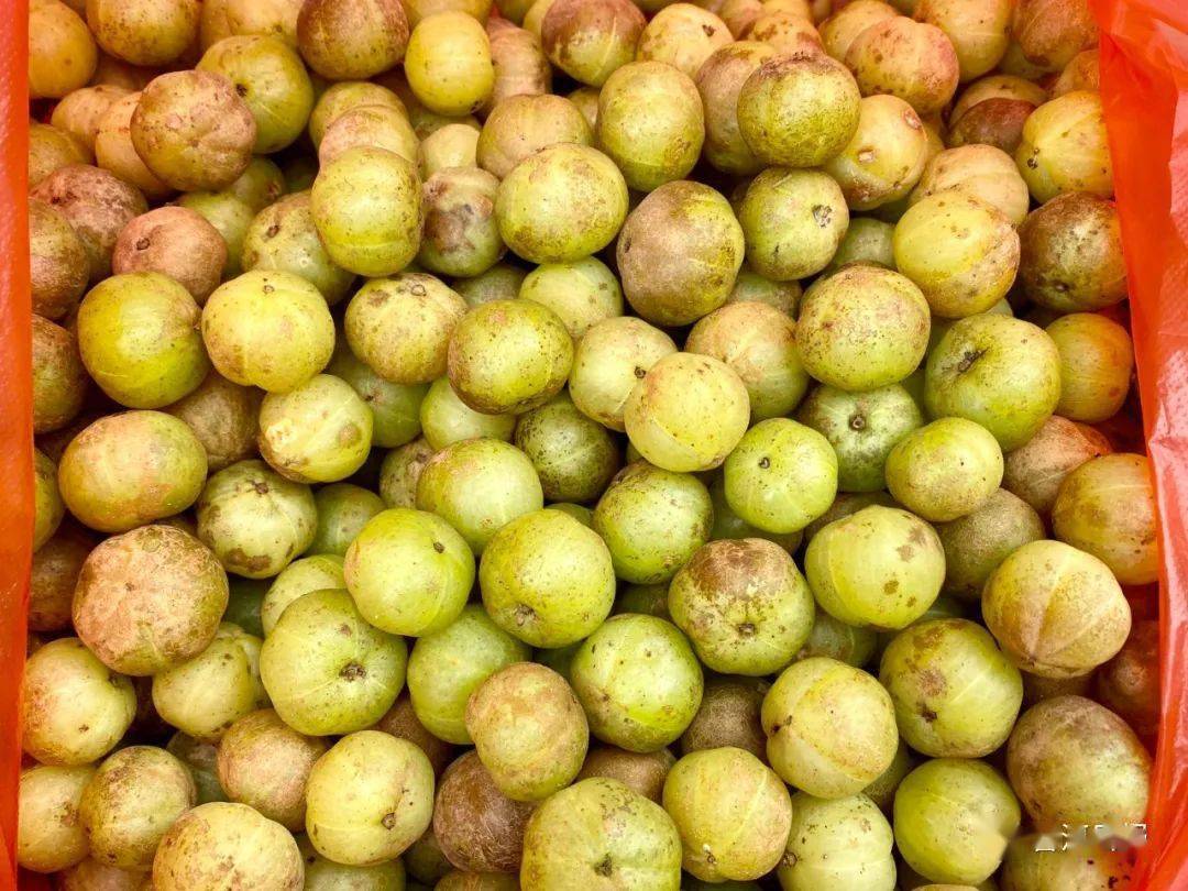 普洱人秋天的这些野果你有多久没有吃到了