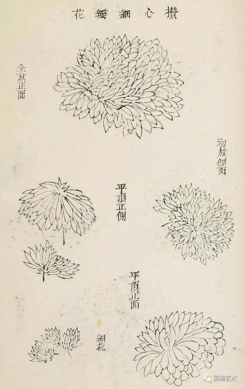 芥子园画传青在堂画菊浅说