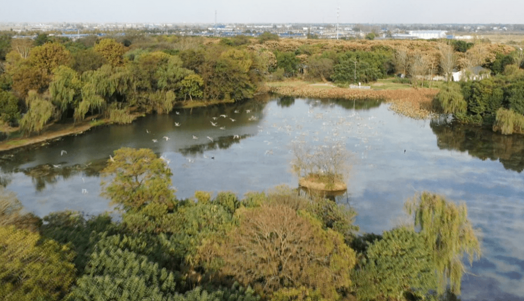 每年秋冬季節迪溝生態溼地公園萬鳥翔集眼前這幾座湖中小島就是專門為