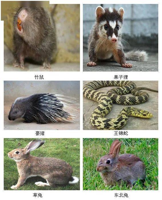 禁食野生动物名单图片
