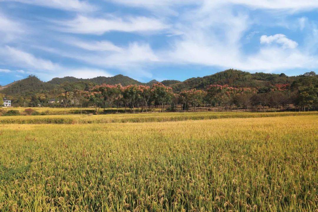 解锁城市里的一亩田秋末冬初的季节来稻田里撒欢儿吧