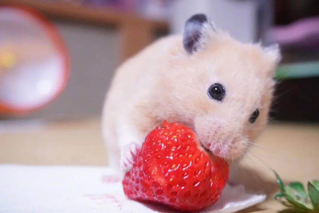 一只被美食惊讶到的仓鼠