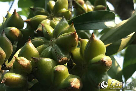 广西容县:八角助力7000多贫困户脱贫奔小康