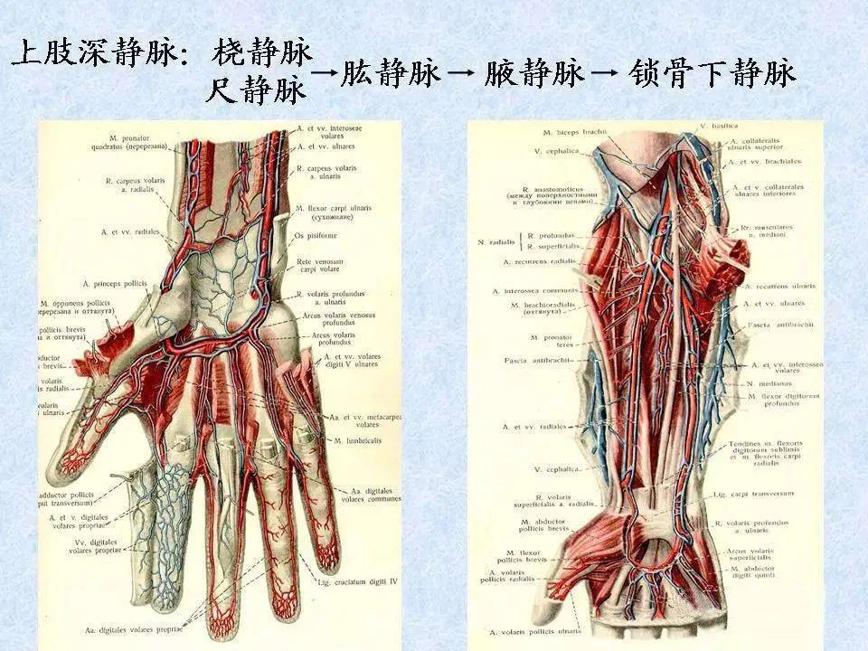 手腕血管图片解析图片