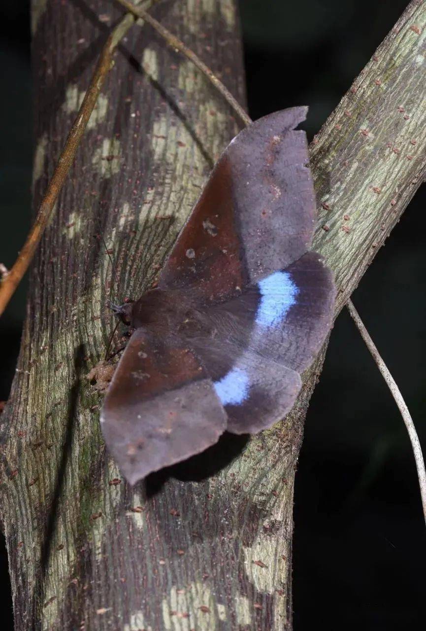 蓝条夜蛾 by 桃子