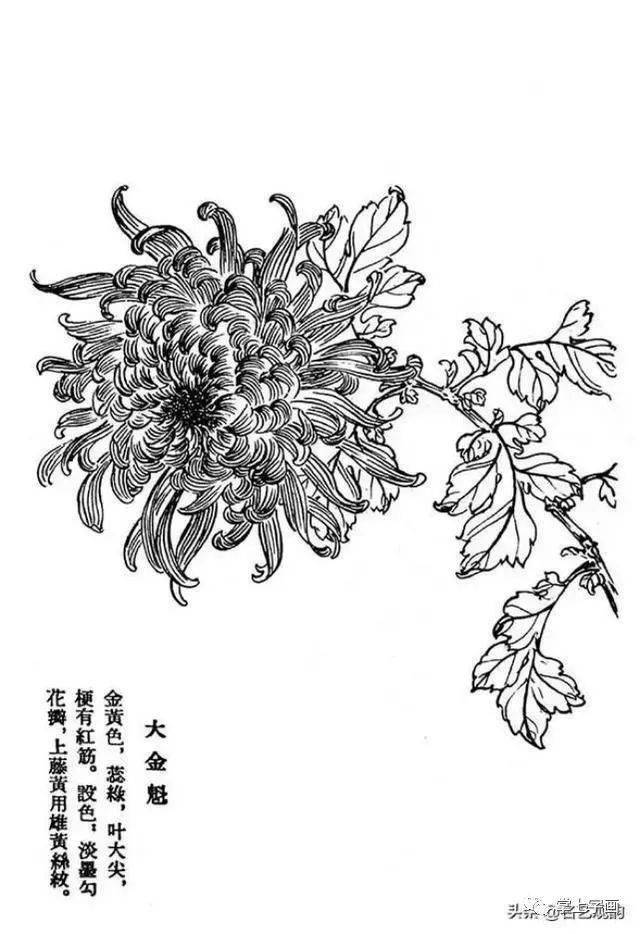 60种菊花工笔白描写生画法