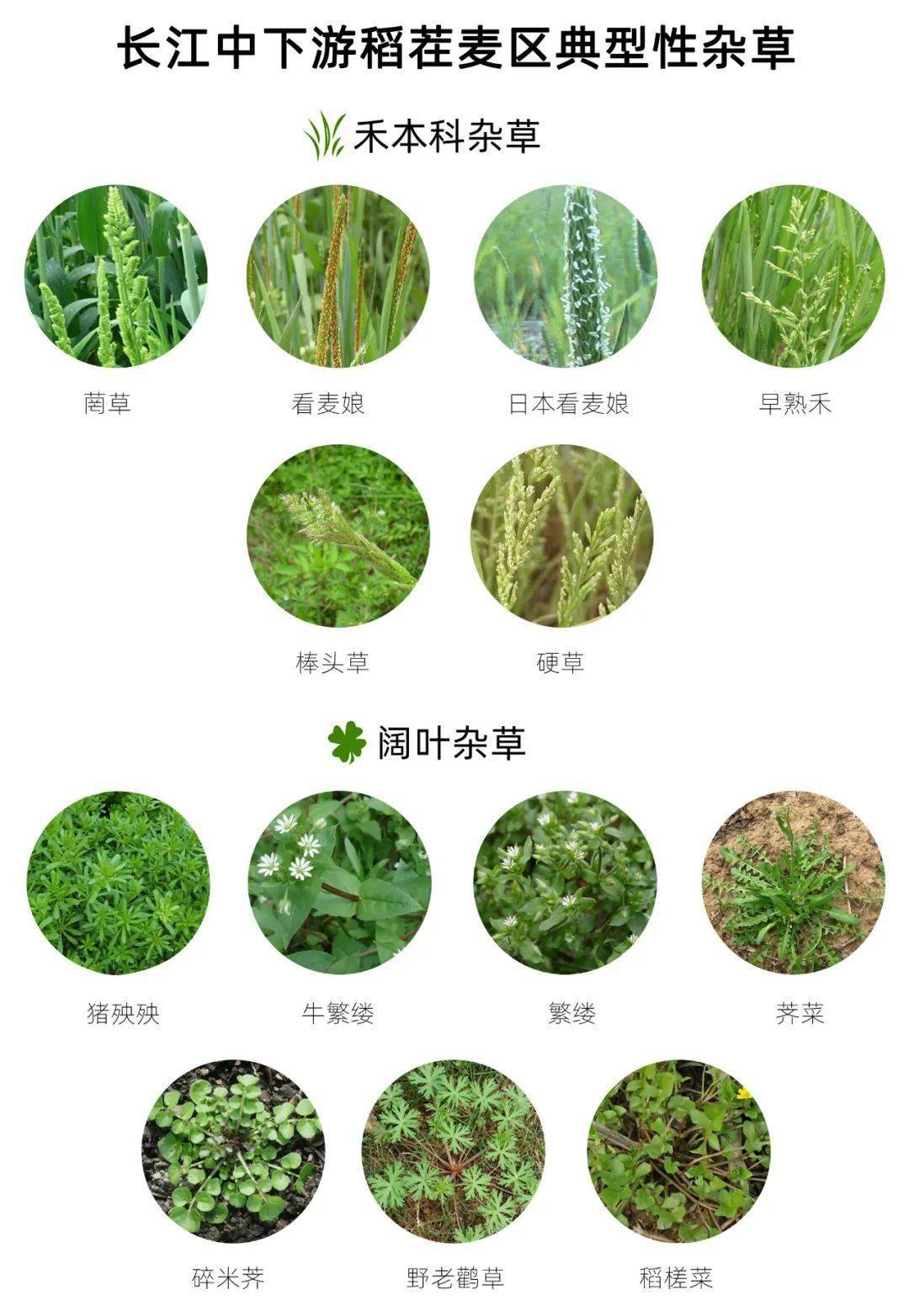 氟噻草胺生产工艺图片