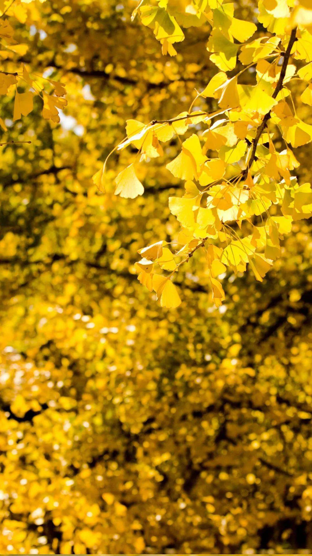 换上这些金黄色的壁纸闻听腾冲银杏村的秋声