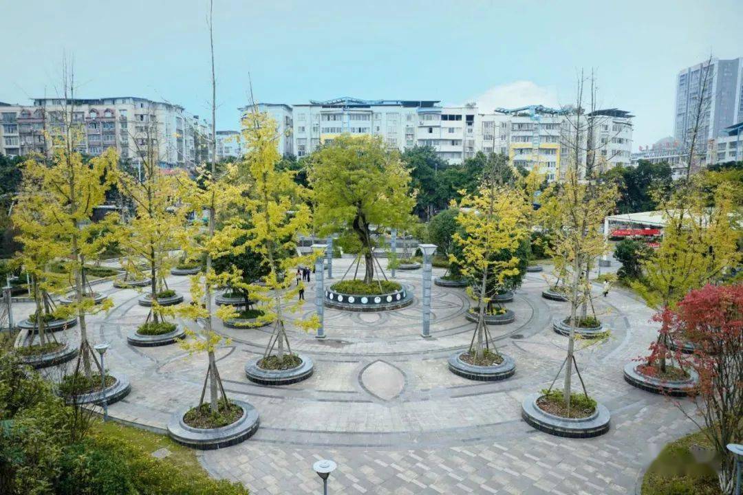 我眼中的武胜 | 虽已入冬,银杏树枝头,依然秋意浓_颜色