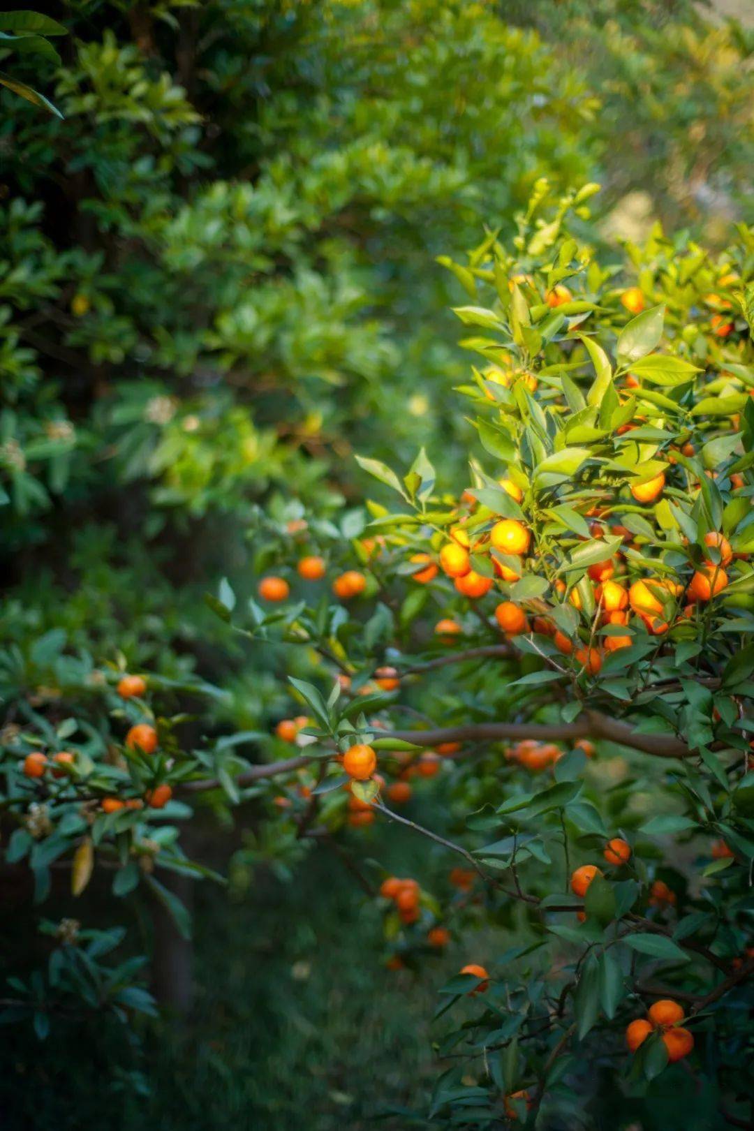 这份甜蜜已经就位成批的洞庭橘子大量上市点缀