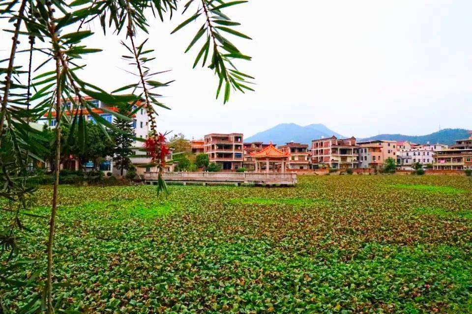 南安莲塘,曾叫"潮塘",这段历史你知道吗?_莲塘村