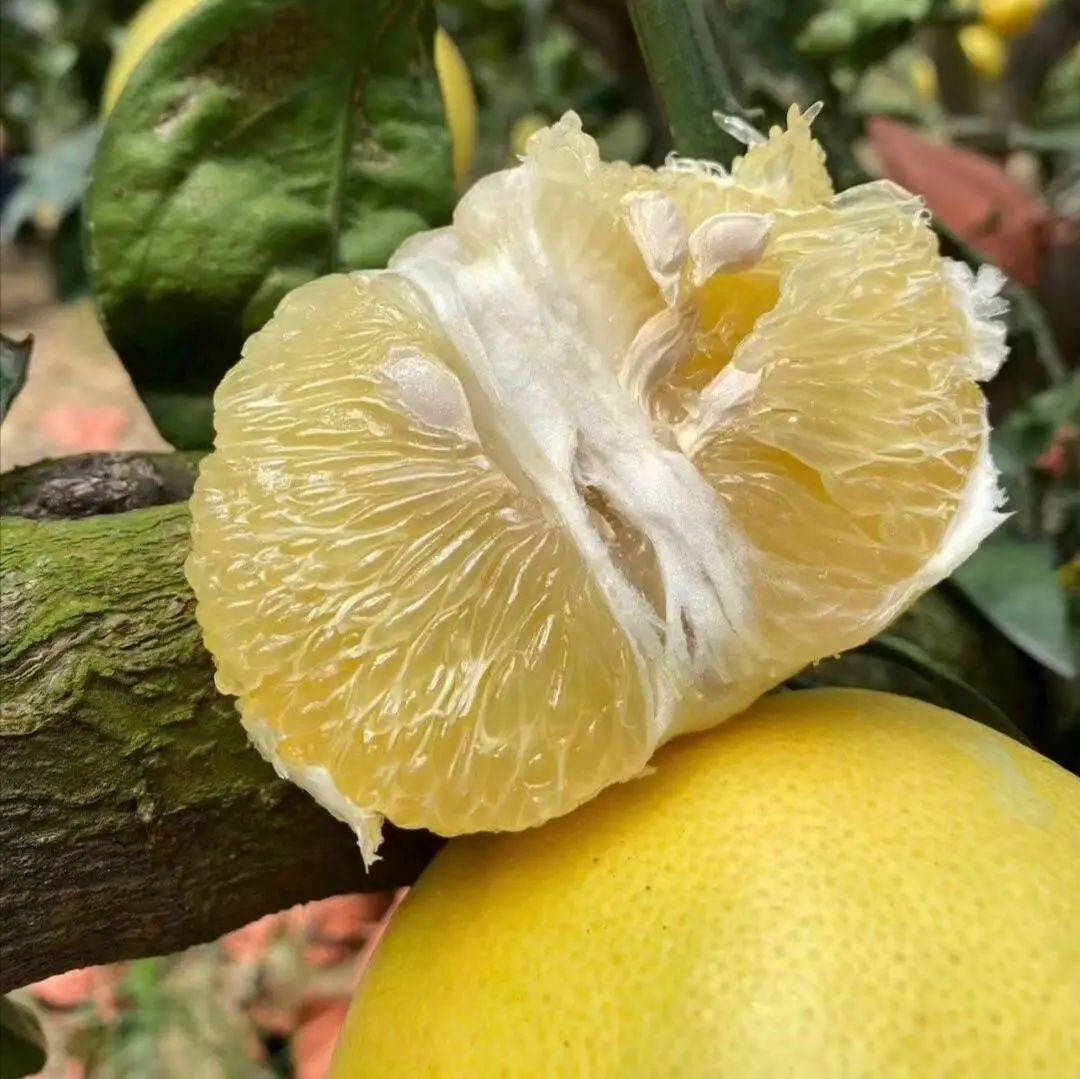 【京东快递】柚中爱媛台湾金葡萄柚4.5-5斤4-6个精品礼盒装,让人无法