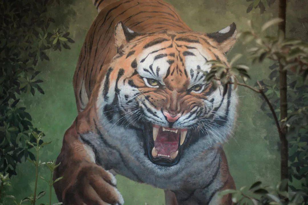 ▼有张牙舞爪的大老虎让我们一起看看!