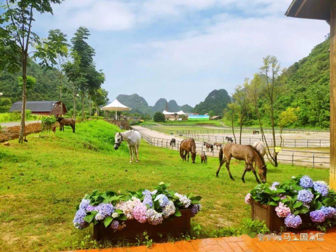谁说双十一要剁手德保矮马王国景区特惠抢购来啦无套路轻松游
