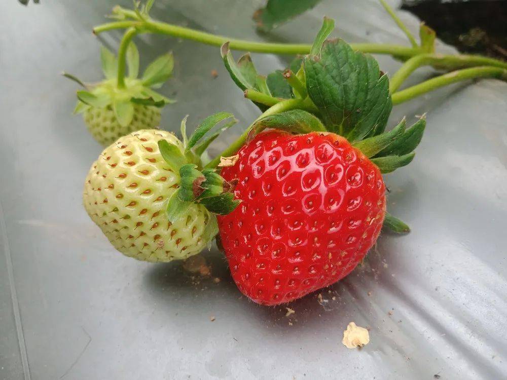 美丽晋宁六街冬草莓闪亮登场