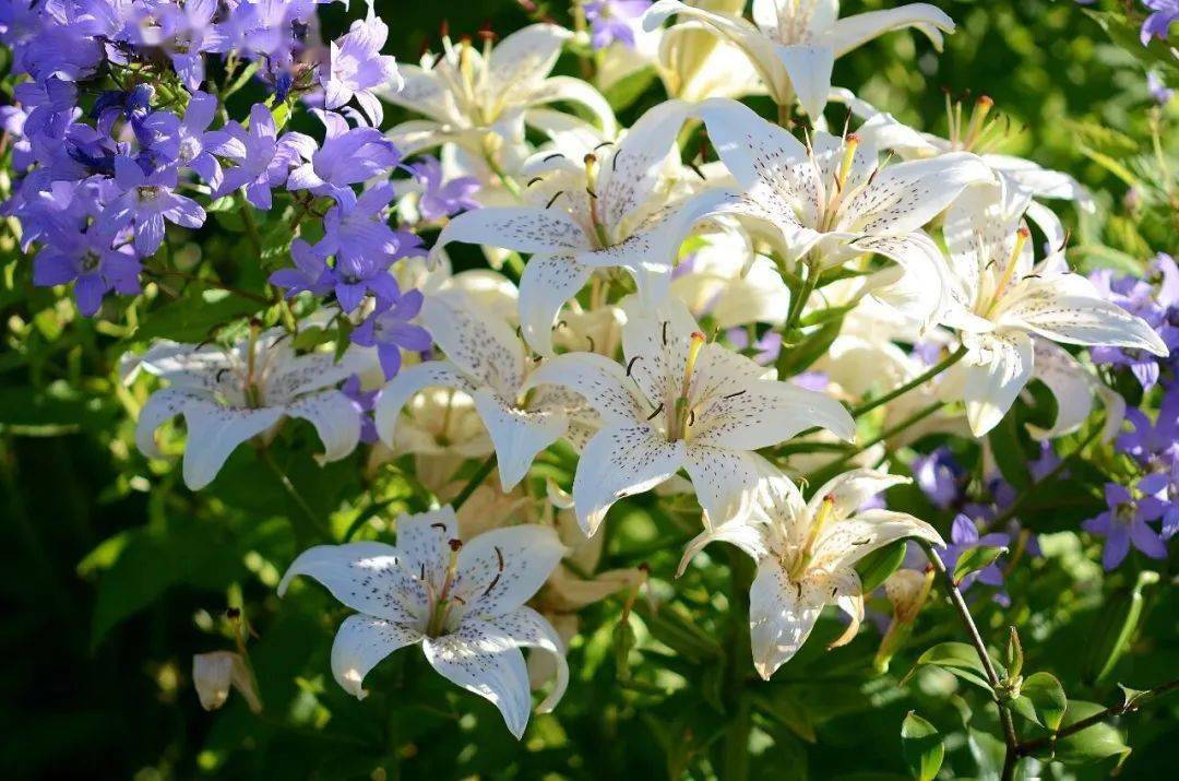 夜听百合花开