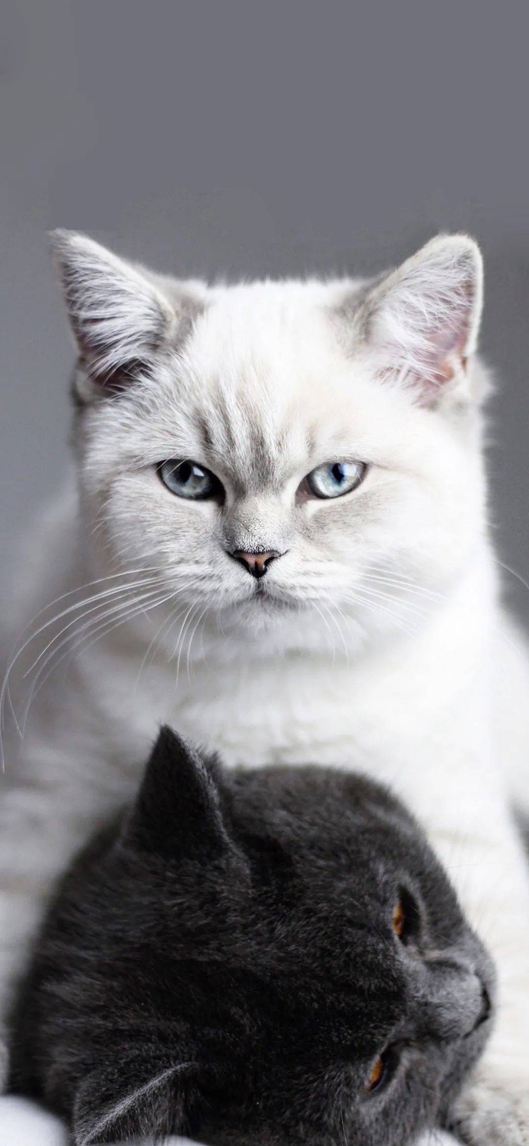 全面屏壁纸库好看的手机壁纸