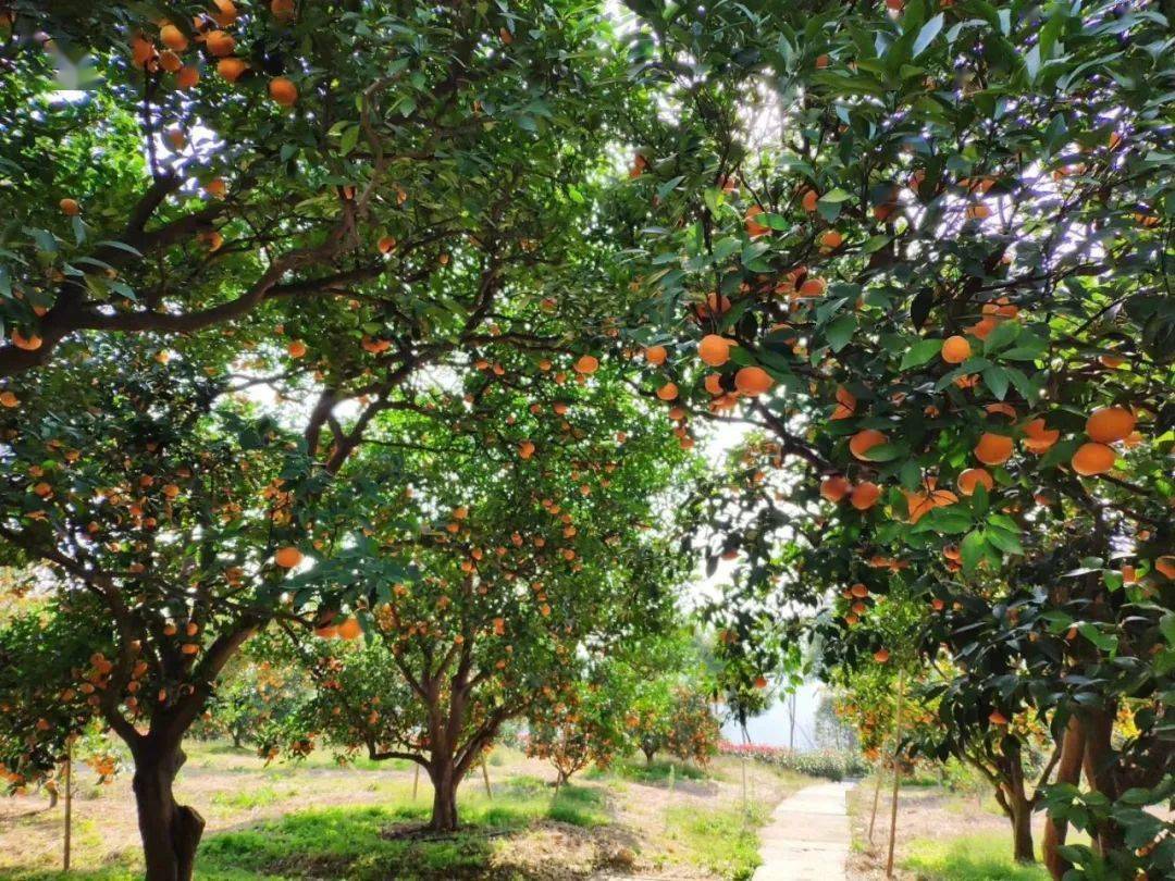 的学生在柑橘种质资源圃里实习周末放飞在橙黄橘红间亲子游的家长在