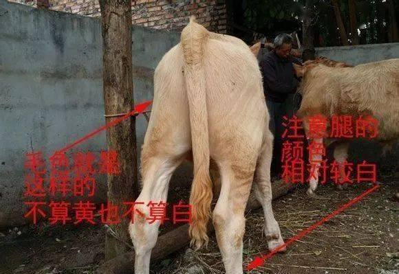 新手养殖,您认识"三元杂交牛"长什么样吗?_繁殖