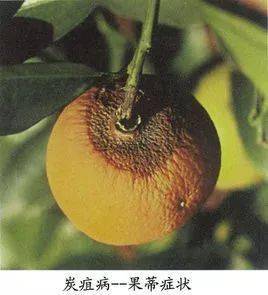 这种症状需提前预防!_果实