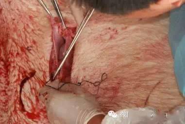 母猪剖腹产手术图文指导手术现场实况录像