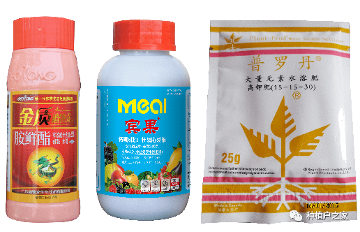 百香果下半年如何管理有技可循