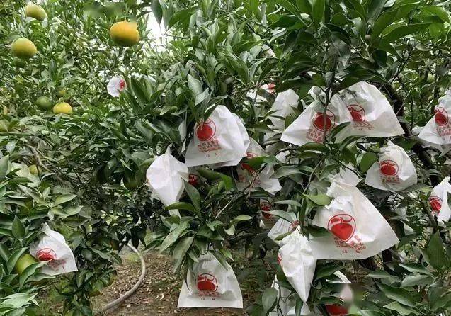 柑橘套了袋就等果子卖红蜘蛛又跑来危害防治要不要拆袋