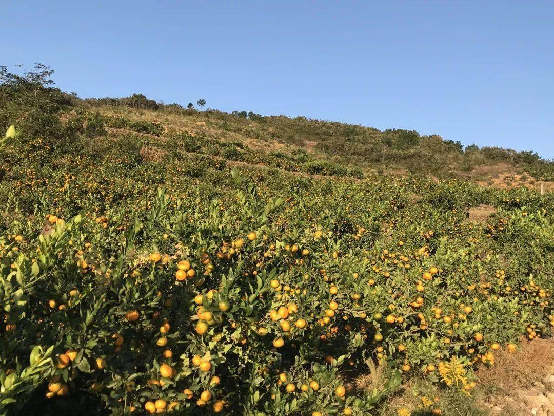 由良蜜桔适合在哪里种植(由良蜜桔正宗苗那有卖)