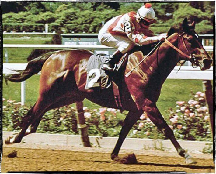 历史名驹单色danzig