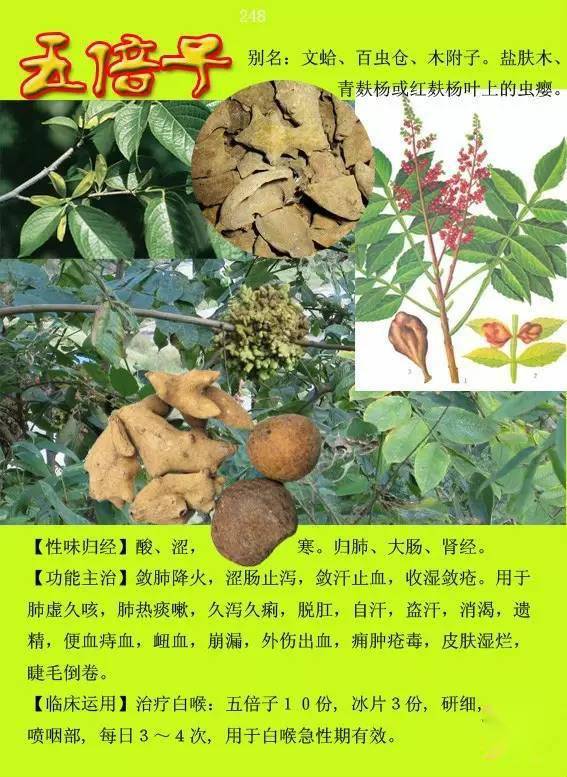 300种常见中草药图谱