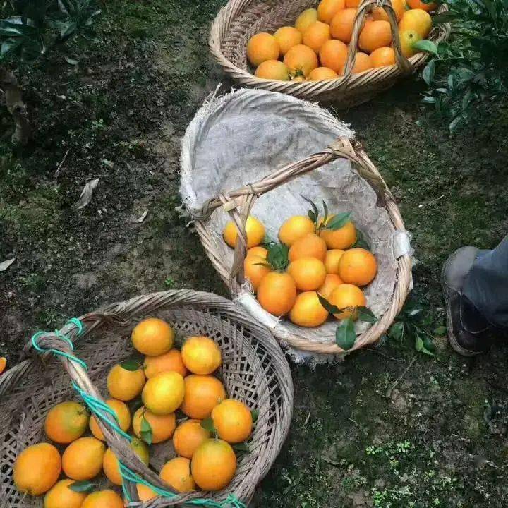 庐山西海巾口景区"橙"心"橙"意,"等你来