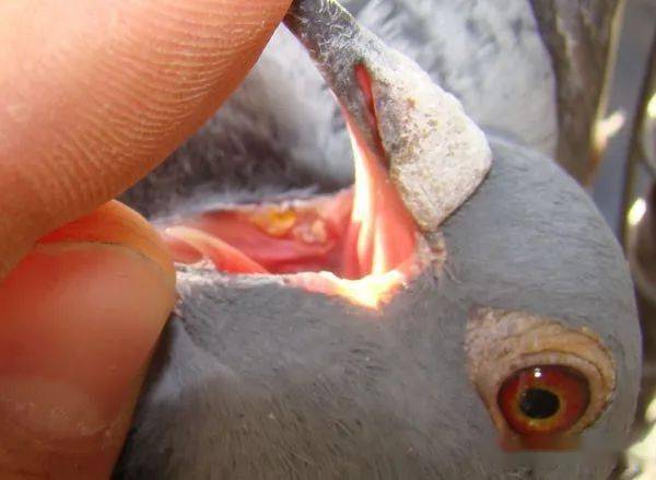 值得注意的是:毛滴虫在离开鸽体之外的环境里非常脆