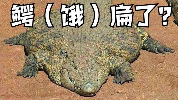 传说中的饿扁了