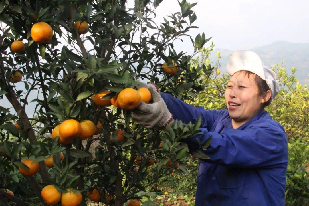 到了这个季节不吃柑橘硕果累累好似挂满枝头的小灯笼酸甜的口味,饱满
