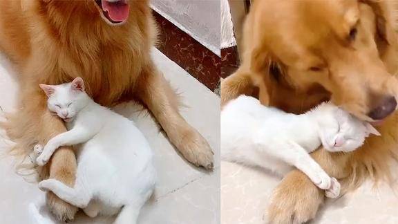 猫猫一脸幸福地抱着狗子的大腿睡觉两小只整天黏在一起形影不离