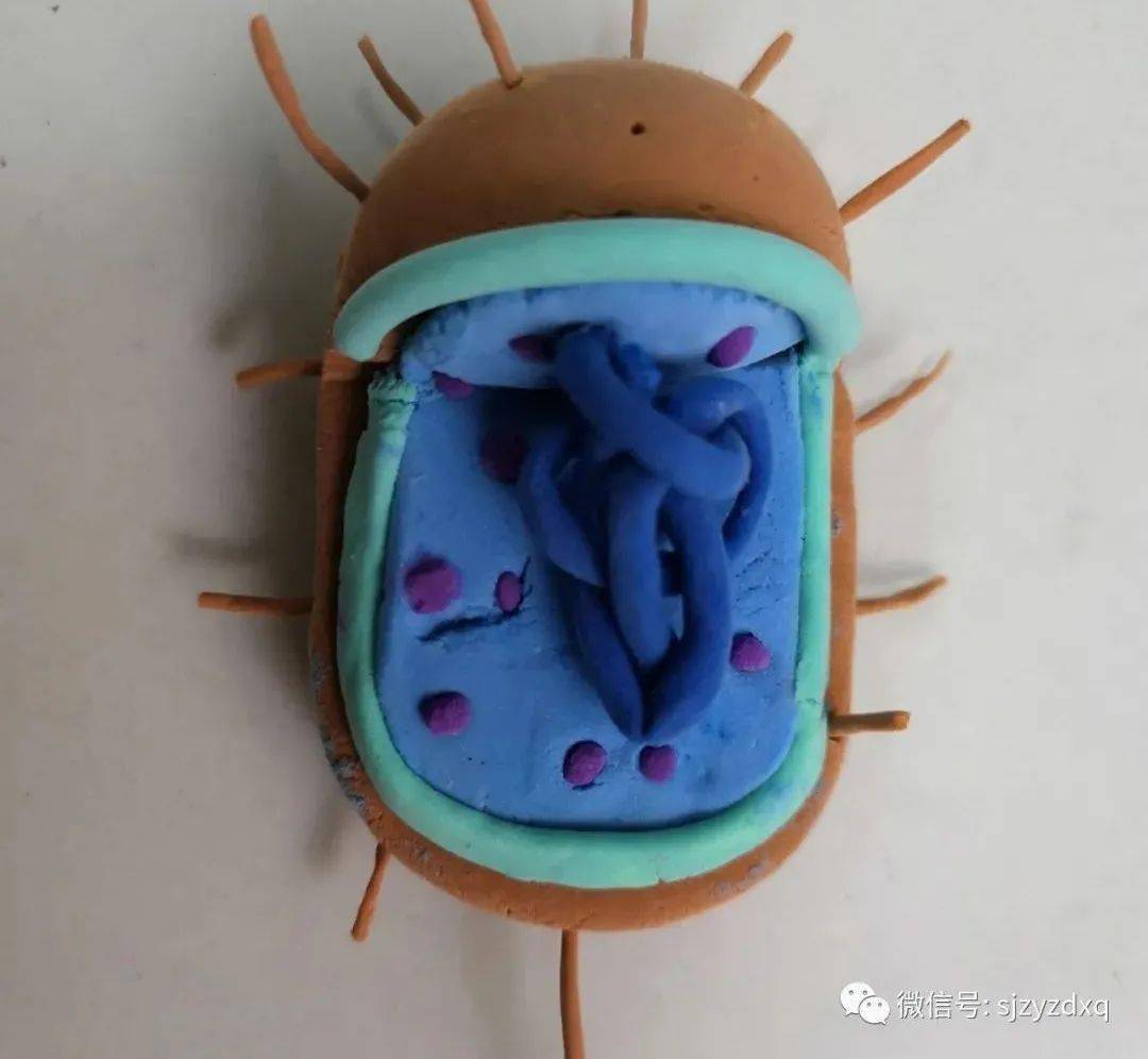 简单细菌模型彩泥制作图片