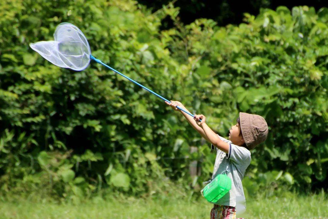 日本人喜欢昆虫已经到丧心病狂的地步了!