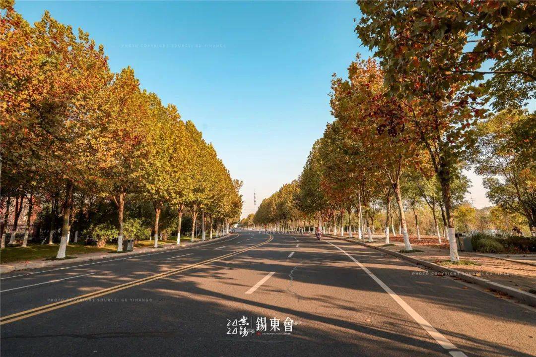 2000米梧桐大道惊艳了原来锡东藏着一个小南京